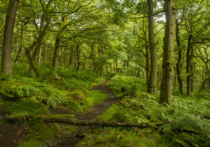 Padley Wood Padley Wood